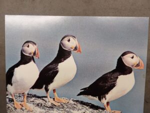 Iceland puffins postcard