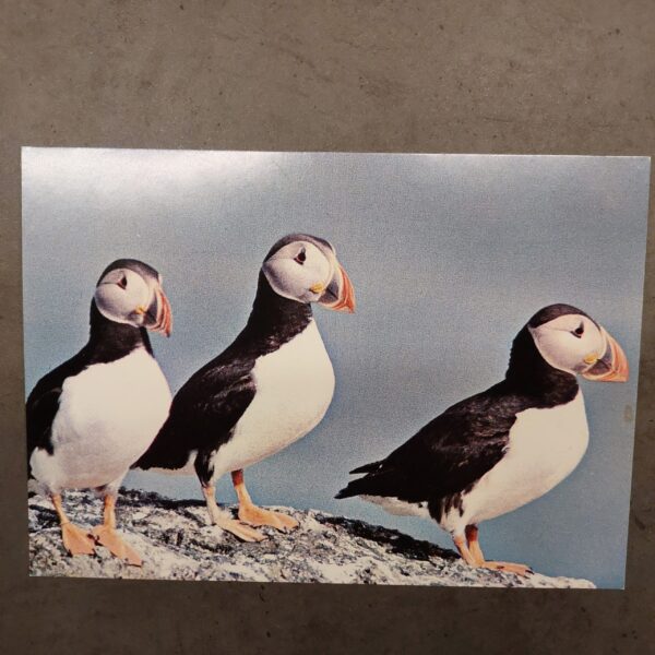 Iceland puffins postcard