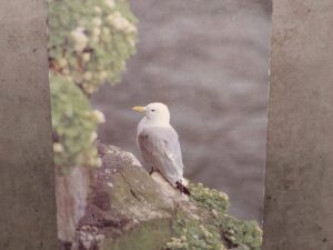 Iceland kittiwake postcard