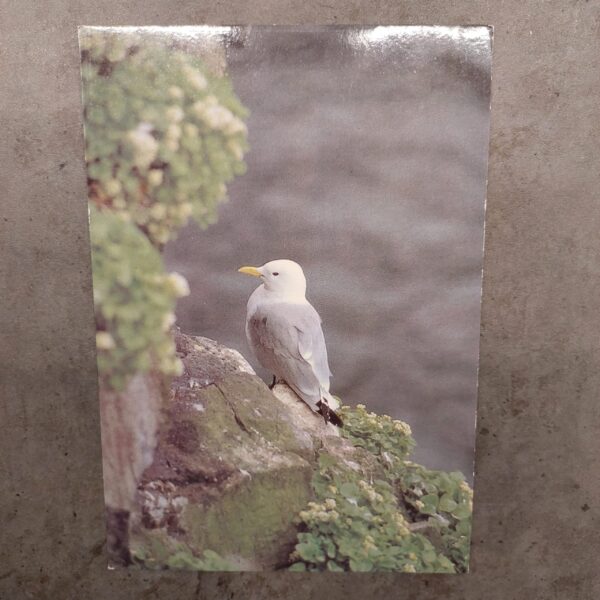 Iceland kittiwake postcard